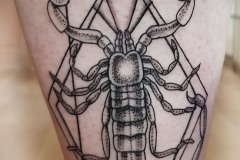 Scorpion